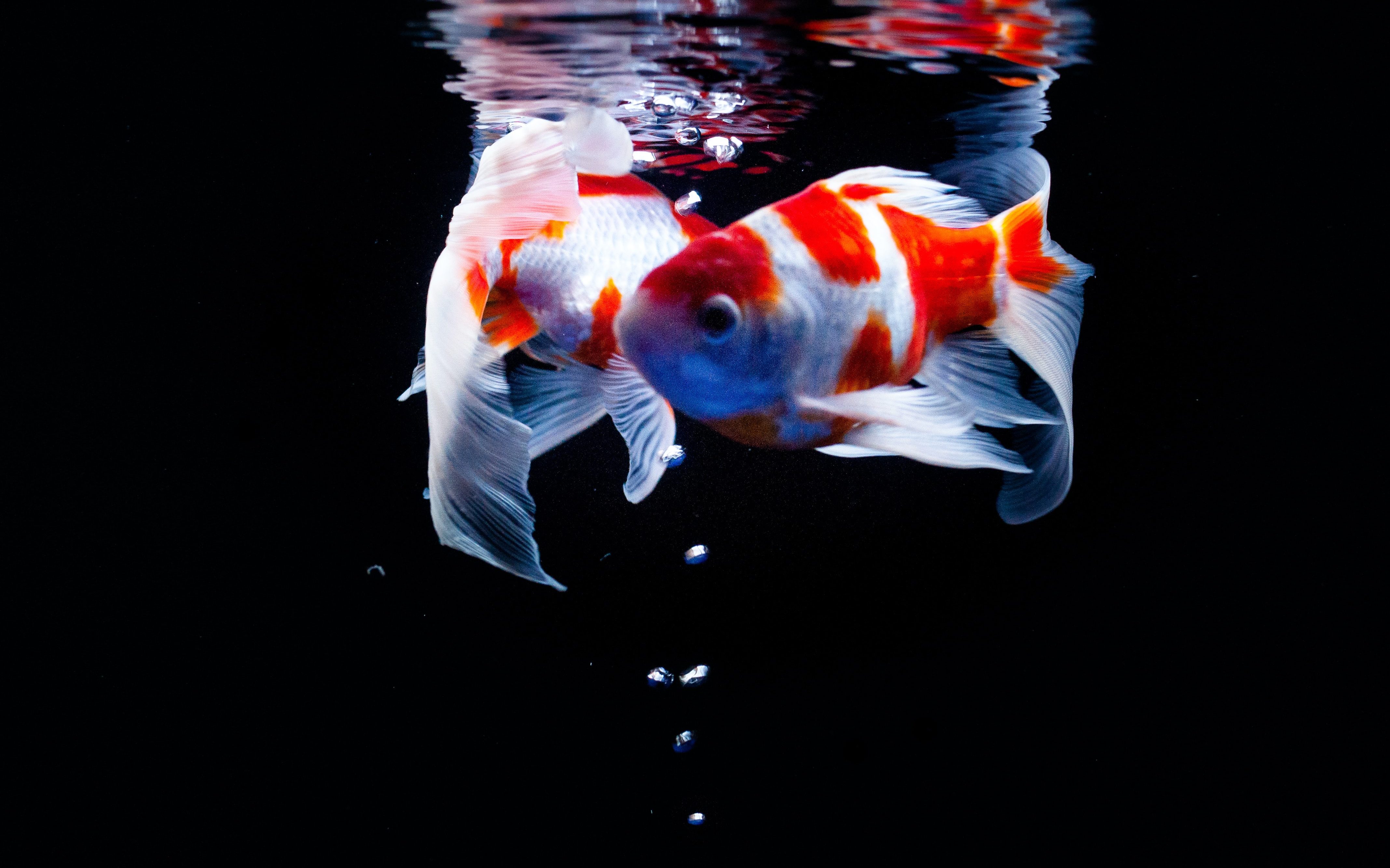 Two fish swimming.
Grenfell and systemic Change. 